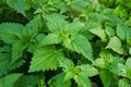 Stinging nettle Royalty Free Stock Photo