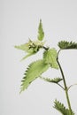 Stinging nettle