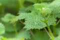 Stinging nettle