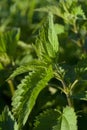 Stinging nettle