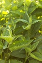 Stinging nettle