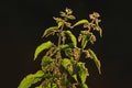 Stinging nettle