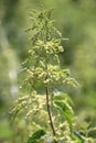 Stinging nettle in blossom Royalty Free Stock Photo