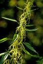 Stinging nettle with eatable seeds Royalty Free Stock Photo