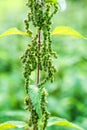 Stinging nettle Royalty Free Stock Photo