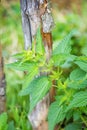 Stinging nettle at a fence Royalty Free Stock Photo