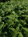 Stinging nettle field Royalty Free Stock Photo
