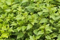 Stinging nettle field Royalty Free Stock Photo