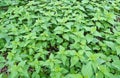 Stinging nettle field Royalty Free Stock Photo