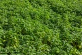 Stinging Nettle Full Frame Overhead background and texture