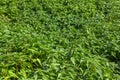 Stinging Nettle Full Frame Overhead background and texture