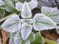 Stinging nettle (genus Urtica) leaves covered with layer of rime in macro view