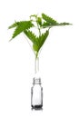 Stinging nettle in a glass funnel above a pharmacy bottle, a med Royalty Free Stock Photo