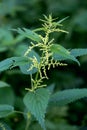 Stinging nettle. Green flowering plant on a dark background Royalty Free Stock Photo