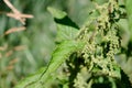 Stinging nettle green grass grows on the field among the other flowers plants Royalty Free Stock Photo