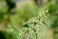 Stinging nettle green grass grows on the field among the other flowers plants