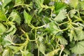 Stinging nettle green leaves background