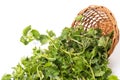 Stinging nettle green leaves in a wicker basket