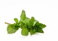 Stinging nettle isolated