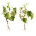 Stinging nettle