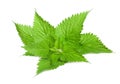 Fresh Stinging nettle