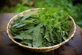 stinging nettle leaves harvested for tea preparation