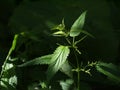 Stinging nettle plant under sunlight spot in a forest Royalty Free Stock Photo