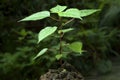 Stinging nettle plant- Urtica dioica Royalty Free Stock Photo