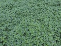 Stinging nettle plants that grow in nature, especially in front of cool caves