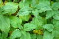 Stinging nettle plants texture. Urtica dioica, common nettle, stinging nettle, nettle leaf Royalty Free Stock Photo