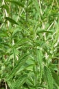 Stinging Nettle Plants Royalty Free Stock Photo