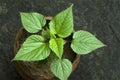 Stinging nettle in potted plant- Urtica dioica-leaves Royalty Free Stock Photo