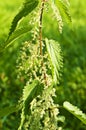 Stinging-nettle with seeds Royalty Free Stock Photo