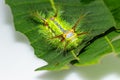 Stinging nettle slug caterpillar , phocoderma velutina moth