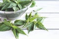 Stinging nettle in strainer on table, fresh nettle leaf, medicinal plant closeup Royalty Free Stock Photo