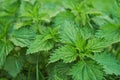 Stinging nettle Royalty Free Stock Photo