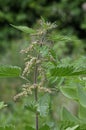 Stinging Nettle - Urtica dioica Royalty Free Stock Photo