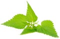 Stinging Nettle (Urtica Dioica) Royalty Free Stock Photo