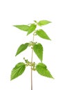 Stinging nettle (Urtica dioica)