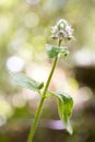 Stinging Nettle, Urtica Dioica