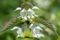 Stinging nettle urtica dioica blossom Royalty Free Stock Photo