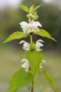 Stinging nettle urtica dioica blossom