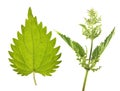 Stinging nettle Urtica dioica with flowers and green leaf isolated on white background Royalty Free Stock Photo