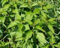 Stinging nettle urtica dioica