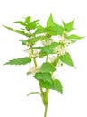 Stinging nettle (Urtica dioica)