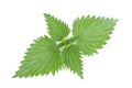 Stinging Nettle (Urtica Dioica) Isolated on White Background Royalty Free Stock Photo