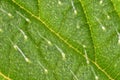 Stinging nettle - Urtica dioica - leaf, microscope detail, transparent sting hairs called trichomes visible, image width Royalty Free Stock Photo