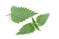 Stinging Nettle (Urtica Dioica) Leaf and Top Leaves Isolated on White Royalty Free Stock Photo