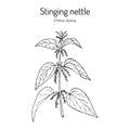 Stinging nettle, Urtica dioica, medicinal plant