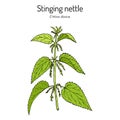 Stinging nettle, Urtica dioica, medicinal plant